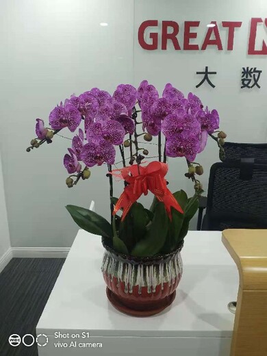 北京昌平写字楼鲜花出租,花卉出租