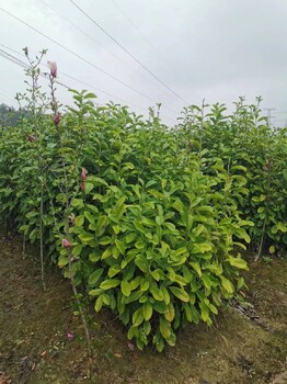 懷化4公分大葉女貞樹(shù)苗供應(yīng)商