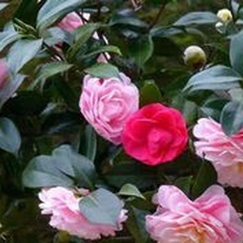 亳州3公分茶花價格