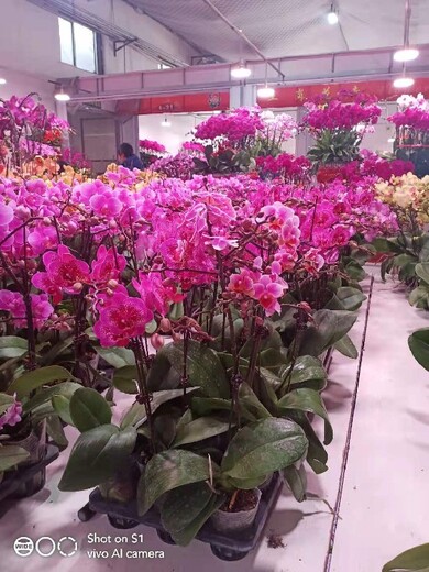 北京鲜花出租花卉销售