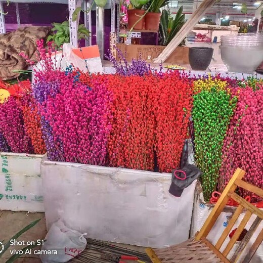 北京平谷鲜花出租多少钱一天,花卉出租