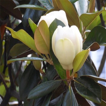 寧波廣玉蘭現(xiàn)貨供應(yīng)木蓮花