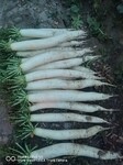 曬干綠蘿卜干批發(fā)價(jià)格風(fēng)干羅卜干條產(chǎn)地貨源白羅卜干供應(yīng)商