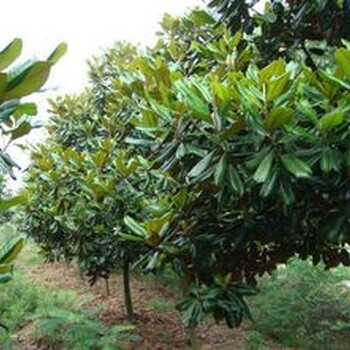 常德廣玉蘭價(jià)格表木蓮花