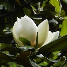 安慶廣玉蘭品種齊全木蓮花圖片