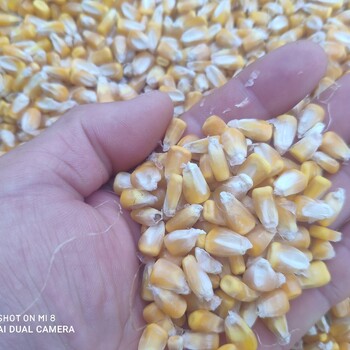 东北干玉米批发市场养殖场玉米粒批发价格玉米粒喂猪价格