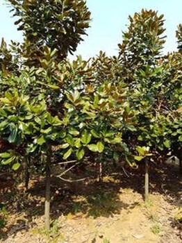 阜陽廣玉蘭生長習性荷花玉蘭