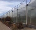 宿州蔬菜陽光板溫室大棚價格