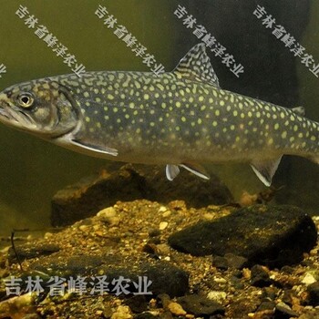 美洲紅點鮭魚苗價格七彩鮭魚苗多錢一尾大型七彩鮭養(yǎng)殖基地