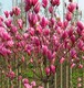 沙河口求購玉蘭花樹圖