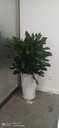 北京朝陽大型綠植租擺多少錢一年綠植租賃