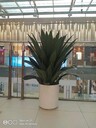 北京經(jīng)濟開發(fā)區(qū)小型綠植租擺方案綠植租賃