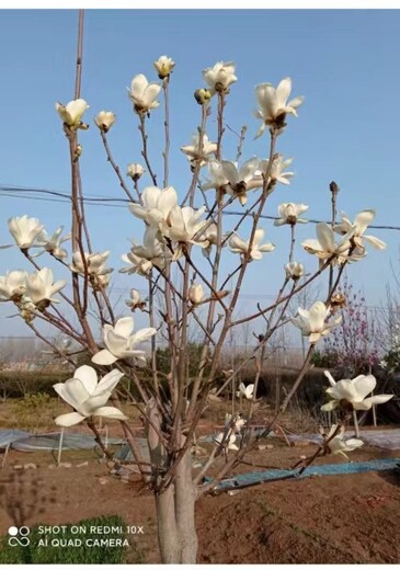大連沙河口求購玉蘭花樹