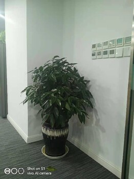 北京海淀办公室绿植租摆方案绿植出租