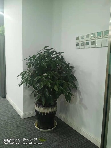北京朝阳办公室绿植租摆公司