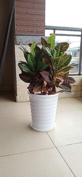 西城辦公室綠植租擺服務綠植出租