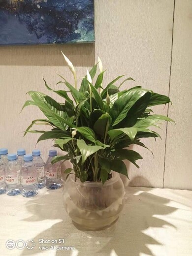 北京办公室水培植物租赁方案水培植物销售
