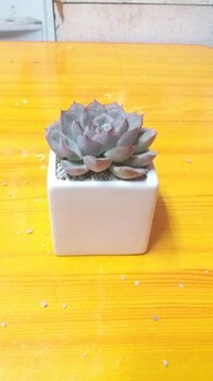 北京崇文中型綠植租擺多少錢一天,綠植租賃