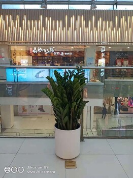 朝陽(yáng)室內(nèi)綠植租擺服務(wù)綠植出租