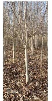 朝陽(yáng)出售6公分玉蘭花紫玉蘭