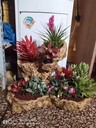 北京朝陽中型綠植租擺公司綠植銷售