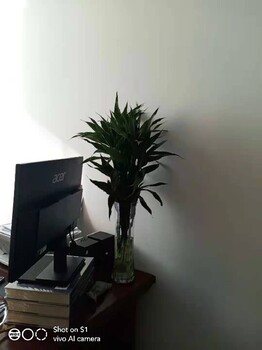 朝陽寫字樓水培植物租賃,水培植物出租