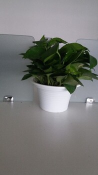 朝外花卉綠植租擺朝外租花公司朝陽(yáng)辦公室租花