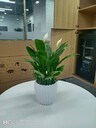 石景山辦公室綠植租擺多少錢一天