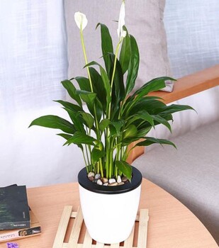 西城辦公室水培植物租賃價格,水培植物銷售