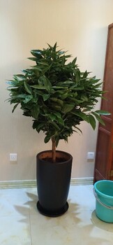東城綠植租擺多少錢一天綠植銷售