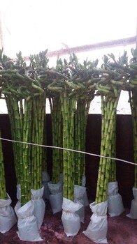朝陽(yáng)寫(xiě)字樓水培植物租賃價(jià)格表,水培植物銷(xiāo)售