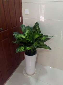 海淀活動綠植租擺價格表綠植出租