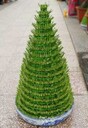 活動水培植物租賃價格表水培植物銷售