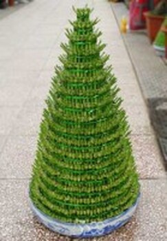 朝陽(yáng)寫(xiě)字樓水培植物租賃價(jià)格表,水培植物銷(xiāo)售