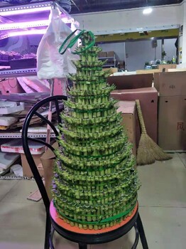 崇文辦公室水培植物租賃服務
