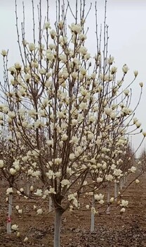 朝阳东方玉兰花树黄玉兰