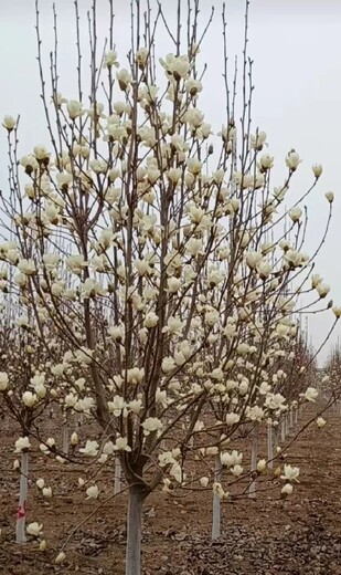 遼寧錦州10公分玉蘭玉蘭樹(shù)苗白玉蘭