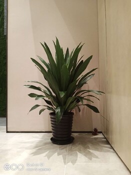 西城寫字樓綠植租擺價格