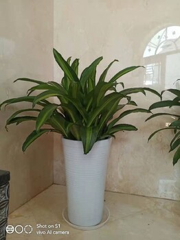 朝陽(yáng)辦公室綠植租擺多少錢(qián)一天綠植出租