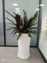 北京海淀大型綠植租擺服務綠植出租