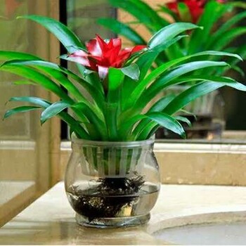 朝陽(yáng)寫(xiě)字樓水培植物租賃價(jià)格表,水培植物銷(xiāo)售