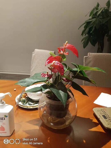 北京通州办公室水培植物租赁价格表,水培植物租摆