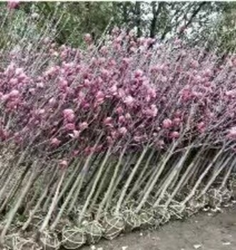 中山綠化苗圃出售黃楊圍籬