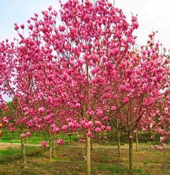 城子坦东方玉兰花树玉兰花苗圃