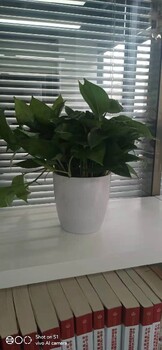 寫字樓綠植租擺方案
