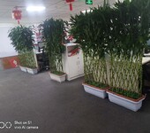 西城绿植租摆服务西城绿植租赁服务公司