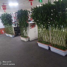 西城綠植租擺服務西城綠植租賃服務公司圖片