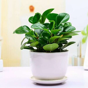 經(jīng)濟(jì)開發(fā)區(qū)大型綠植租擺多少錢一年,綠植租賃