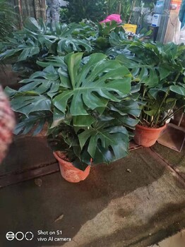 西城寫字樓綠植租擺價格