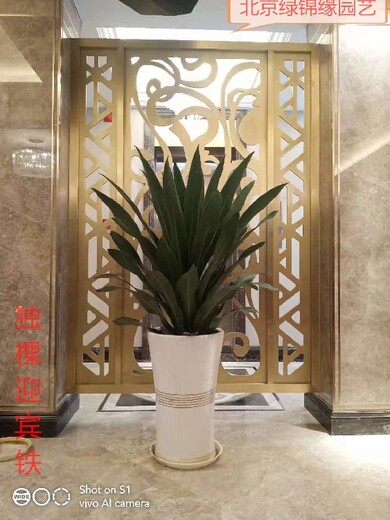 北京海淀办公室绿植租摆价格